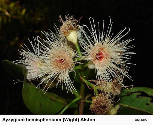 Syzygium hemisphericum (Wight) Alston copy